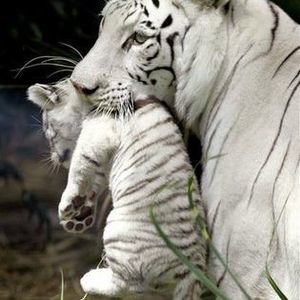 Meet your Posher, Fatima